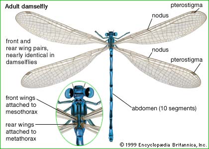 The Odonata