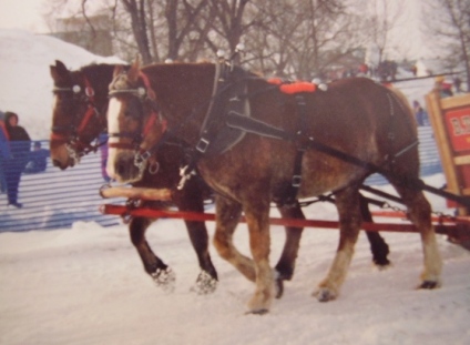 draft horse