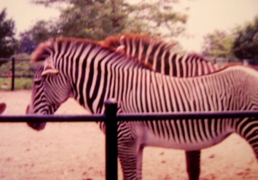 grevy's zebra