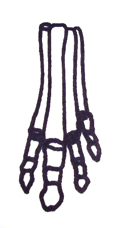 hyracotherium forelimb