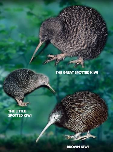 brown kiwi