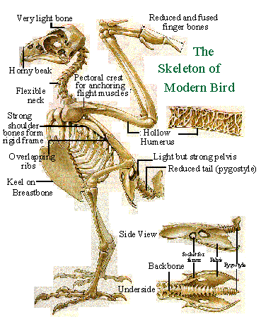 Bird Pectoral Girdle