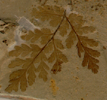 [ a fossilized leaf ]