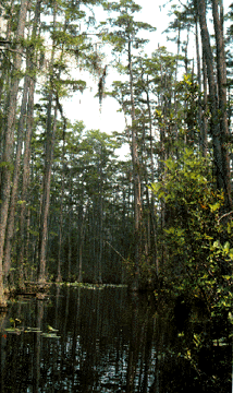 [ a cypress swamp ]