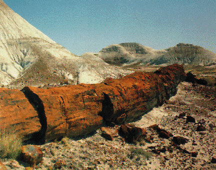[ a Log fossil from Axel Heiberg Island ]