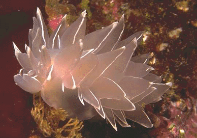 clearnudi.gif