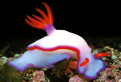 nudibranch.gif