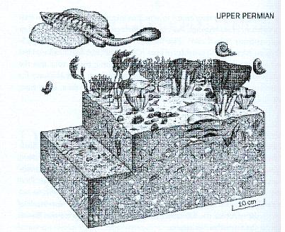 Late Permian Fauna