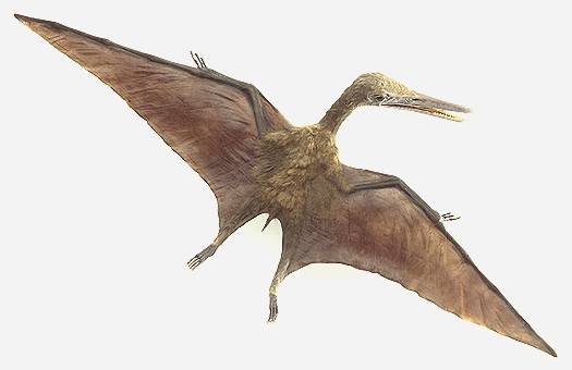 pterosaur.jpg