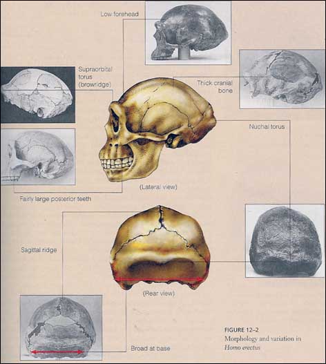 Homo Erectus Skull