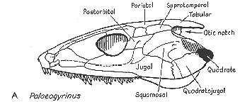 Otic Notch