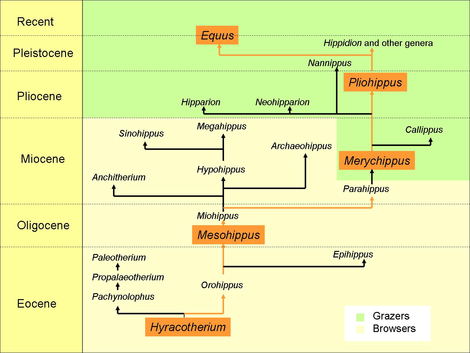 horse evolution tree