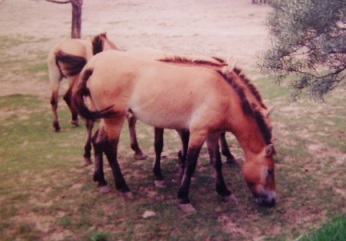 przwalski's horse