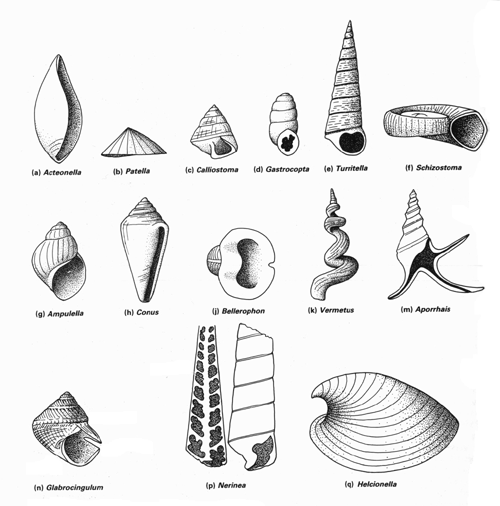 shelltypes.gif